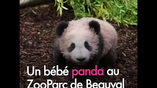 Les premières images du bébé panda du Zoo de Beauval devant le public