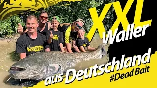 Waller Gigant aus Deutschland | Welsangeln am Rhein mit toten Köderfischen | Freestyle-Montage