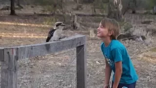 Kookaburra encounter