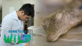 Wild News - Can a hybrid crocodile reproduce asexually? |  Born to be Wild