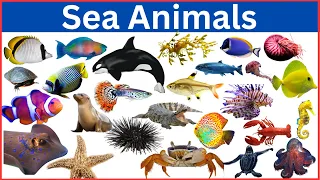 Sea Animals Name || Learn All Ocean Animal Names