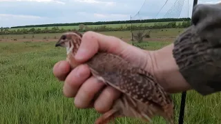 Ловля перепела, ловля bedana, quail fishing 13.05.2021