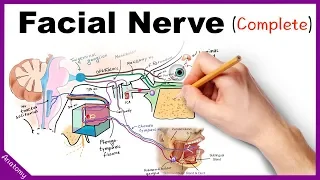 Facial Nerve Anatomy Simplified