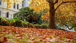 Autumn in Melbourne