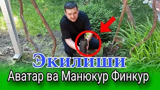 Аватар ва Манюкур Финкур узум кучат Экилиши