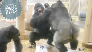 Silverback Gorilla Lost His Temper with His Son | The Shabani Group