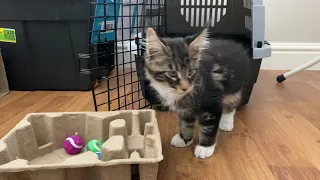 Our Maine Coon Kittens just arrived!