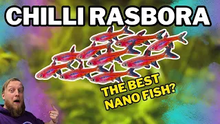 Chilli Rasbora: EVERYTHING you need to know! Complete care guide.