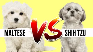 Maltese VS Shih Tzu- Which Breed is Best For You