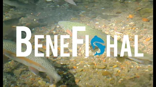 Benefishal - Why Patagonia's "Artifishal" Got it Totally Wrong