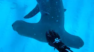 GREAT HAMMERHEAD SHARK - SHARKFINCAM - ANDY BRANDY CASAGRANDE IV - ABC4EXPLORE