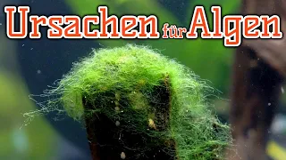 Ursachen für Algen im Aquarium |  Wie du Algen verhindern kannst | Zusammenhänge verstehen...