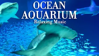 Beautiful Aquarium Background 2hr Relax With Music 🐠🦈