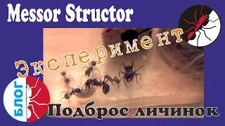 Муравьи Messor Structor. Эксперимент. Подброс личинок