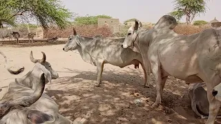 cow and powerful bull funny meeting amazing full HD movies 🐂🐂🐂