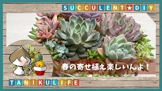 【多肉植物】春の寄せ植え第一弾なんじゃよ ー三段鉢ー【succulent】