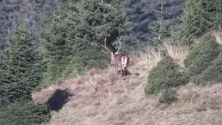 Hirschbrunft Hohe Tauern