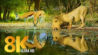 Amazing Wildlife of Botswana - 8K Nature Documentary Film (without music)