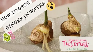 How to Grow Store-Bought Ginger in Water at Home (Step-by-Step Tutorial)