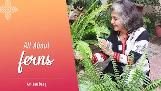 All About Fern | 12 Important Aspects | Types, Care, Propagation, Tips