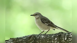 Пересмешник *** Песня пересмешника *** Пение птиц