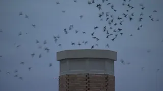 ‘Swift Watch’ returns to swarm Chapman Elementary chimney in NW Portland