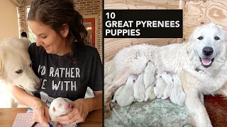 10 Great Pyrenees Puppies - Birth & 3 Days Old - New Farm Boots #HISEA