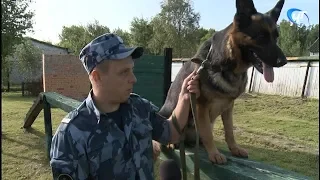 В новгородском УФСИН прошел очередной этап многоборья со служебными собаками