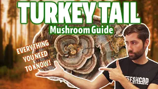 Is Turkey Tail The Holy Grail Of Medicinal Mushrooms? (Ultimate Guide)