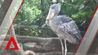 Rare Shoebill birds at Jurong Bird Park