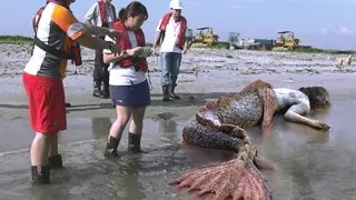 海岸に漂着した１５の奇妙な物