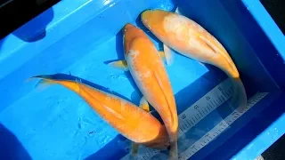 Modern Koi Blog #2598 - Kennen Sie schon ‚Short Body' Koi?