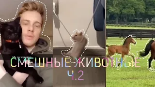 🐎 Смешные и милые животные ч. 2 🐎