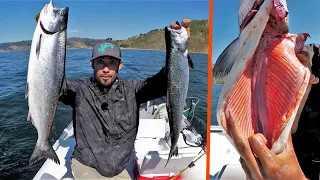 Fishing for Salmon SOLO in Pacific Ocean BRIGHT PINK MEAT