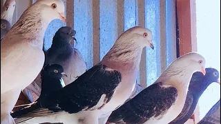 Супер Игра-Бой Голуби Турецкая Такла лет! Turkish Takla pigeons Селекционер Санжах.