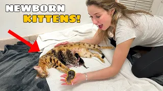 MY EXOTIC CAT GAVE BIRTH! WE HAVE KITTENS!