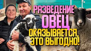 Романовские овцы - в чем отличительные преимущества породы?