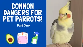 Common Dangers for Pet Parrots: Part One | BirdNerdSophie