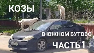 Южное Бутово атакуют КОЗЫ!!!