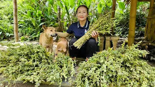 Harvest sesame seeds goes to the market sell - Animal care | Ly Thi Tam