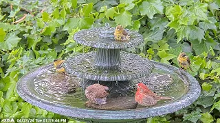 Serene Sights: Watch these beautiful birds enjoy a refreshing bath at the water fountain! #BirdBath