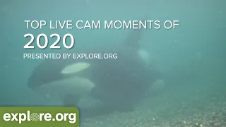 Most Memorable Live Cam Moments of 2020