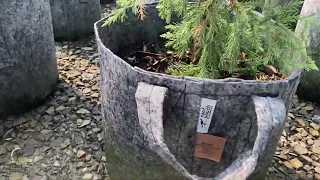 Professional Growers using Root Pouch