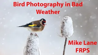 Bird Photography in Bad Weather