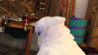 Singing Ducorps Cockatoo