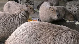 What Happened, Capybaras???