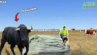 ukis. zemaitija#11 pavasaris, pieno miltai, pardavimai?