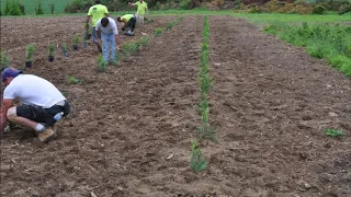 Keeping Rows Straight When Planting Trees is important