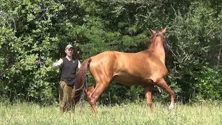 Учим лошадь не бояться шамбарьер.  2 часть.We teach the horse not to be afraid of the Shambarrier.2