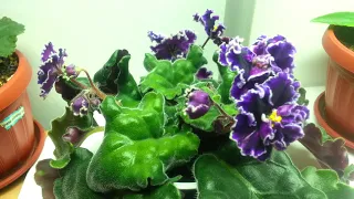 Timelapse of "Dance of the Galaxy" African Violet